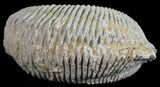 Cretaceous Fossil Oyster (Rastellum) - Madagascar #54454-1